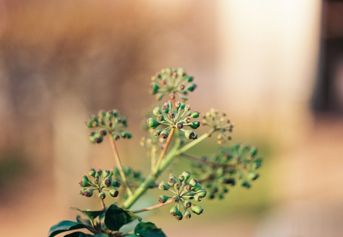 24883711267_6d5354c412_k_d