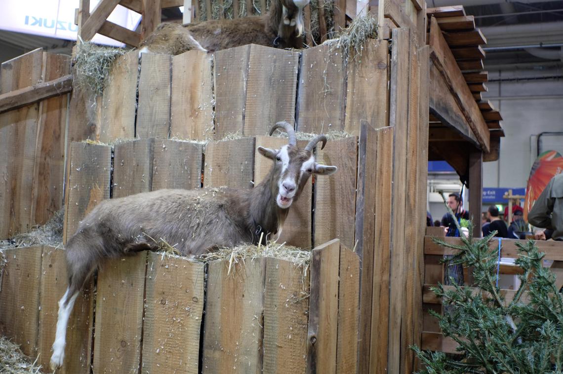 34245612284_5cbaa46c0b_k_d