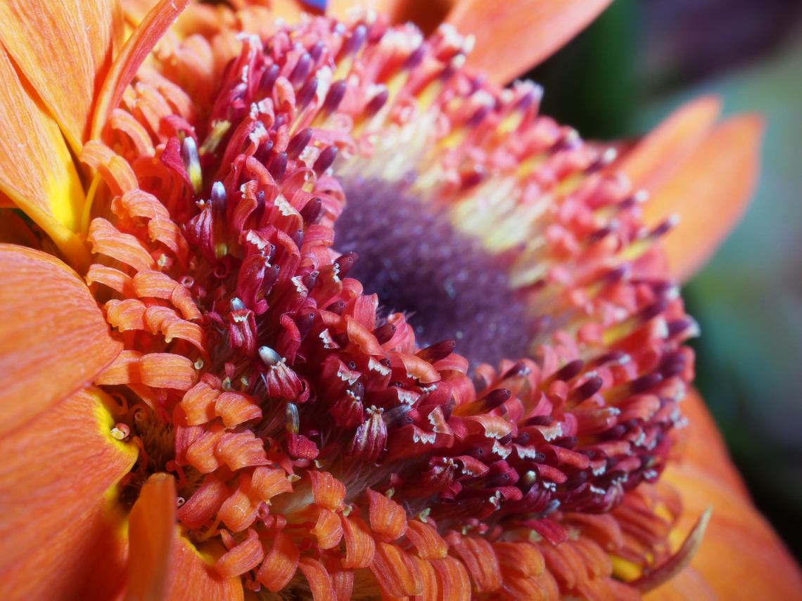 34245612374_ae5dc90b47_k_d