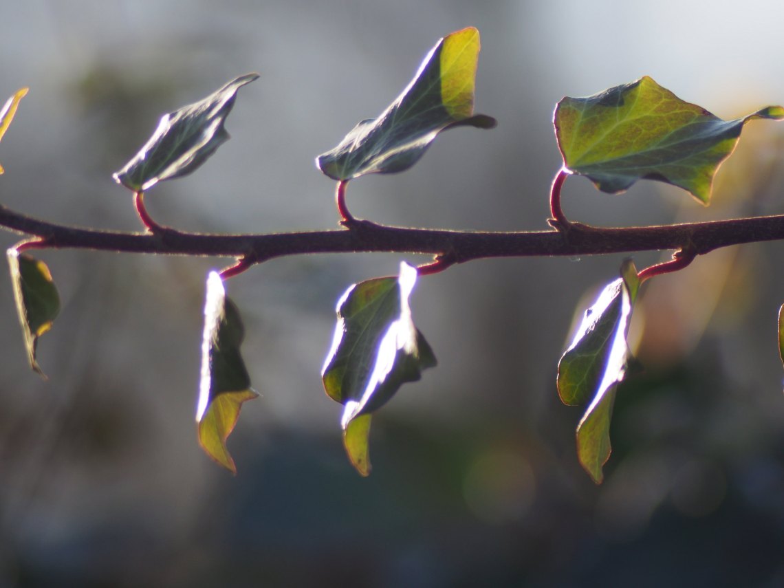 34924346232_bf5f0e4c8c_k_d