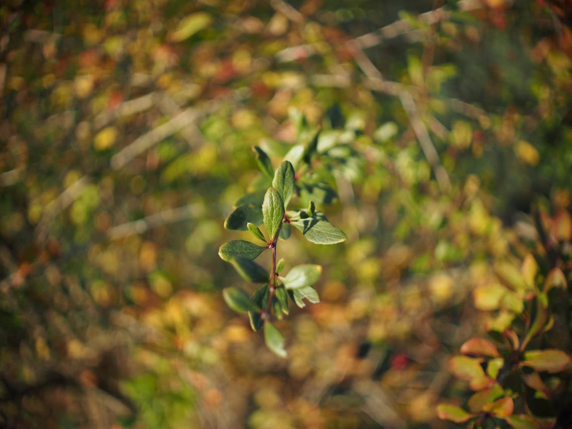 35057721725_aa6bde86f3_k_d