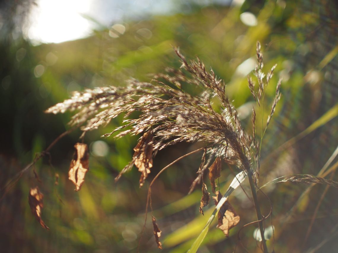 35057721795_374126b8bf_k_d