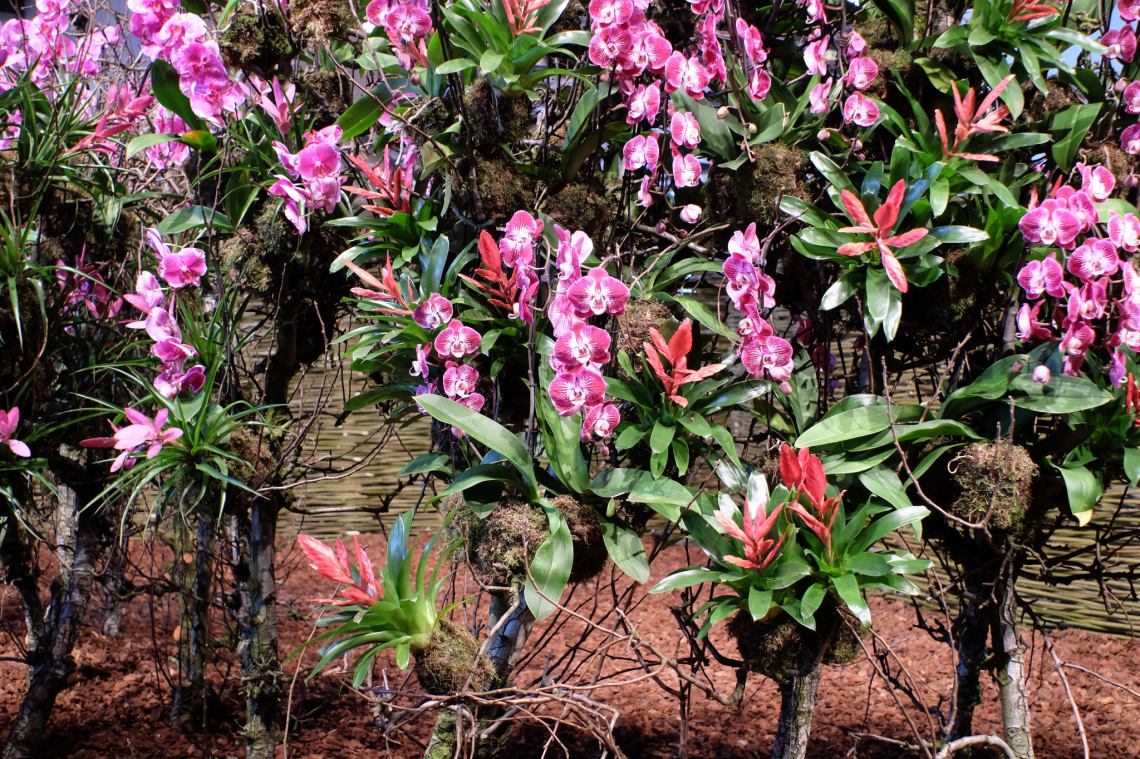 42145388720_7a22d04231_k_d