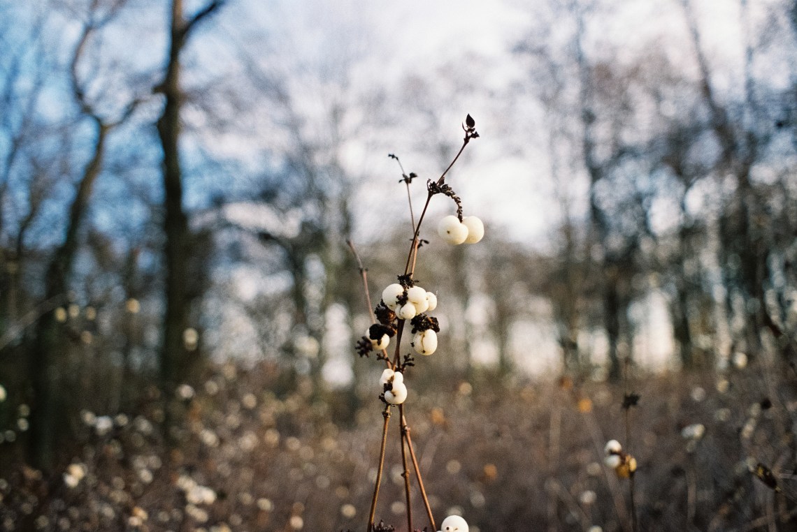 43022366545_806f868d36_k_d