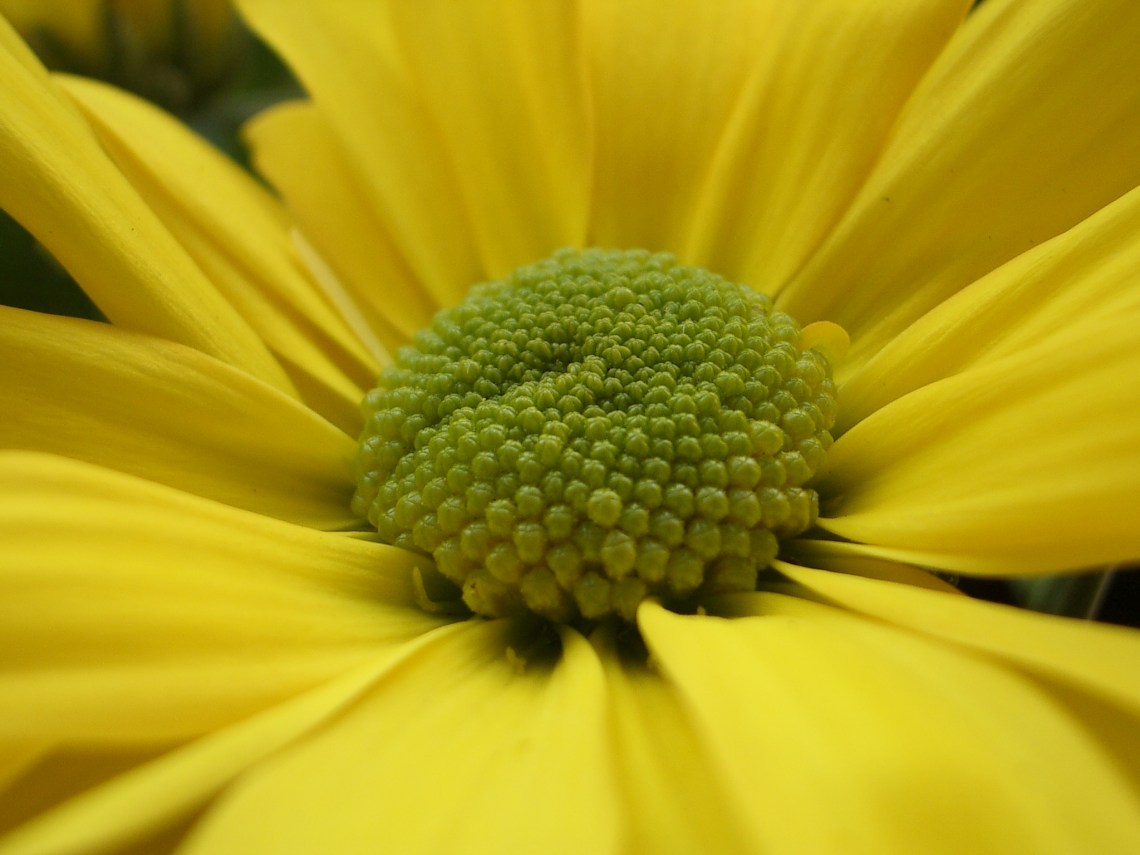 43062161385_f2a4eba38d_o_d